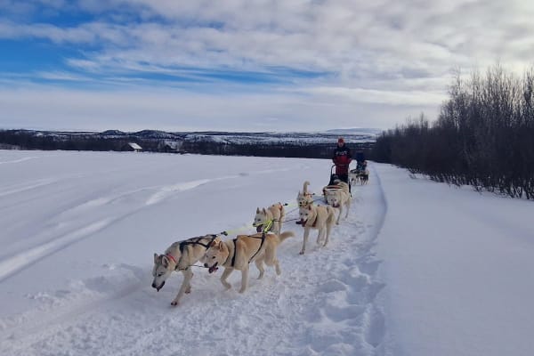 Trineo de perros sin conductor desde Børselv, en Finnmark