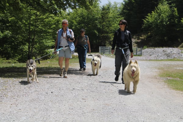 Visite d'un chenil et cani-randonnée à Oloron-Sainte-Marie, près de Pau