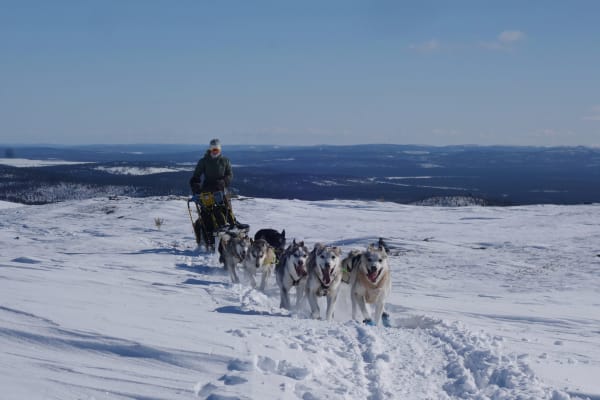 Chiens de traîneau à Inari