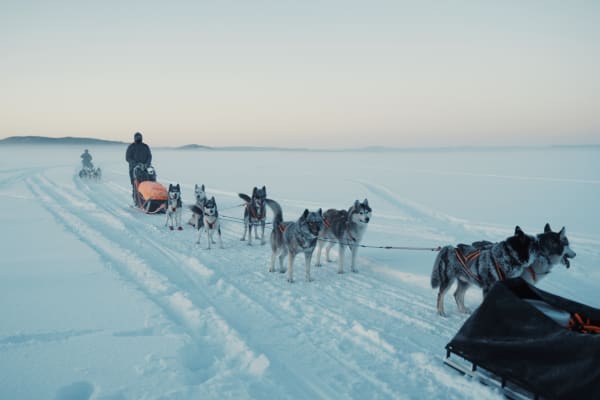 Nuit en chiens de traîneau autour de Hoting dans le Jämtland près de Strömsund