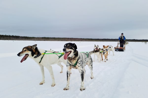 Chiens de traîneau à Kemi