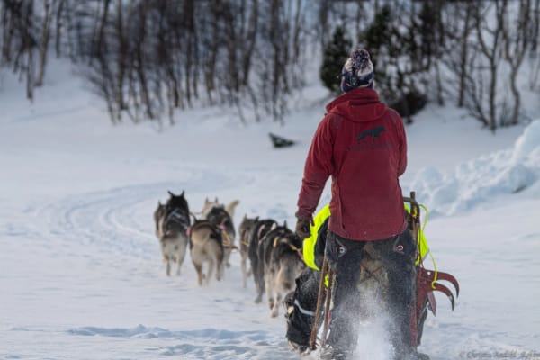 Chiens de traîneau à Fauske