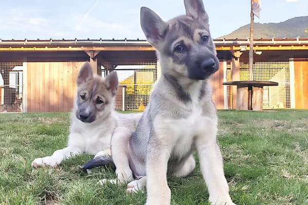 Chiens de traîneau à Cauterets