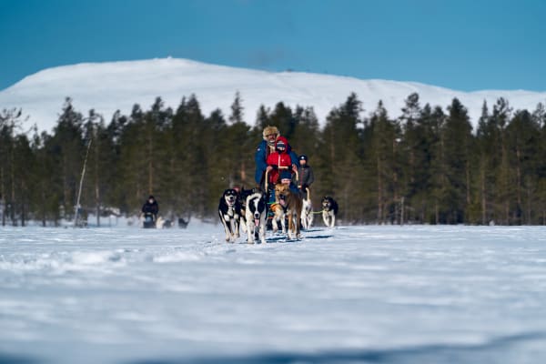Hundeschlittenfahrt in Trysil