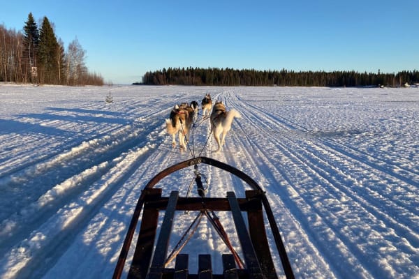 Journée complète de chiens de traîneau à Leipijärvi au départ de Haparanda