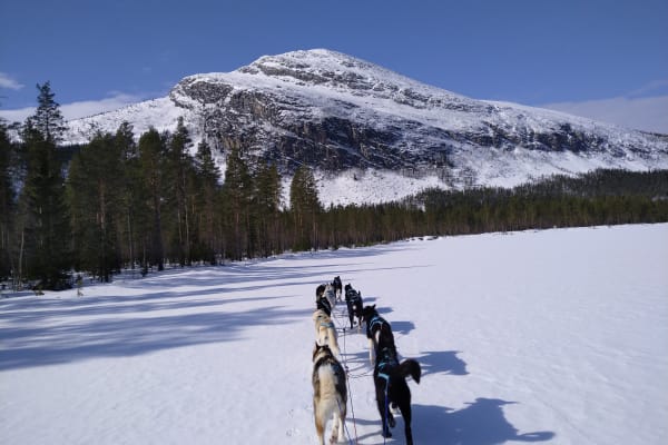 Chiens de traîneau à Røros