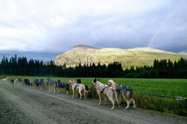 Sommerliches Hundeschlittenfahren auf Rädern in Engerdal bei Røros