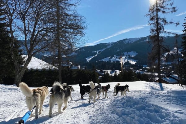 Chiens de traîneau à Saint-Gervais, Evasion Mont-Blanc