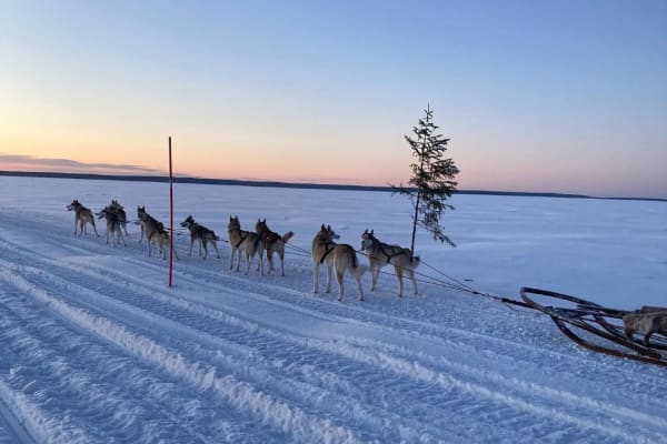 Soirée de chiens de traîneau guidée à Leipijärvi au départ de Haparanda