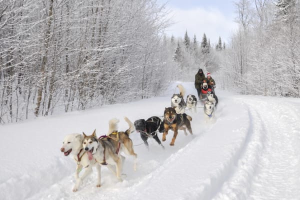Chiens de traîneau à Laurentides, Québec