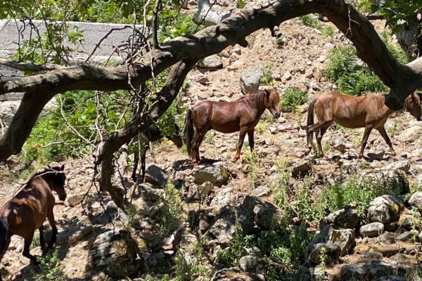 4x4 Safari to Feed Wild Horses around Lepetymnos Mountain, Lesbos