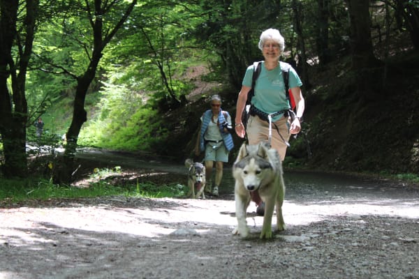 Cani-randonnée dans la forêt du Bager à Oloron-Sainte-Marie, près de Pau