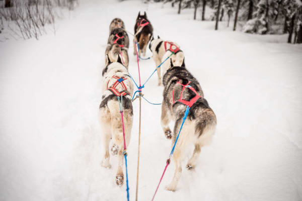 Chiens de traîneau à Fairbanks