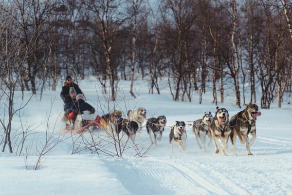 Chiens de traîneau à Kirkenes