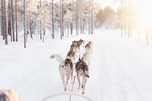 Chiens de traîneau à Comté de Dalécarlie