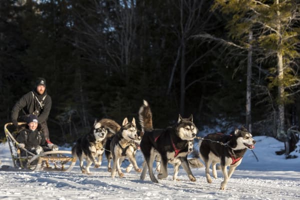 Chiens de traîneau à Montréal