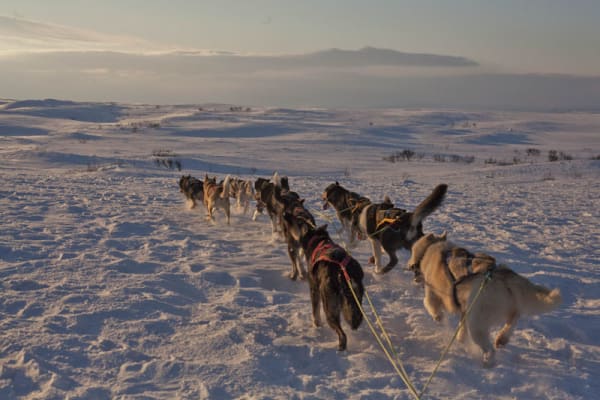 chiens de traîneau à Tana
