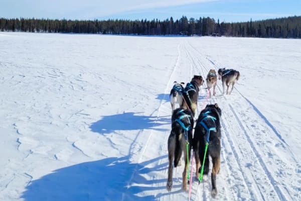 chiens de traîneau à Inari
