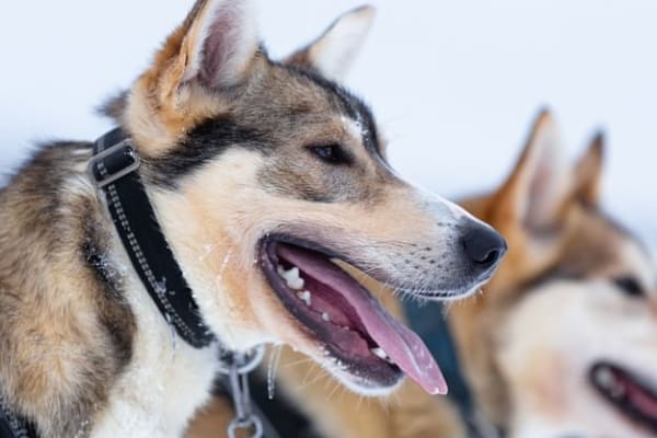 Chiens de traîneau à Levi
