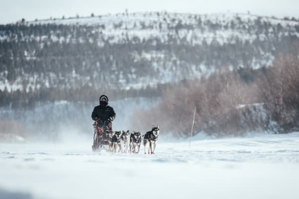 Chiens de traîneau à Malangen