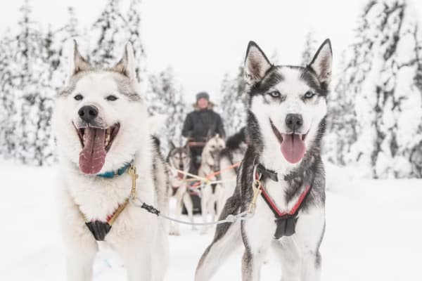 Chiens de traîneau à Rovaniemi