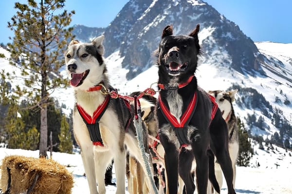 Chiens de traîneau à Andorre