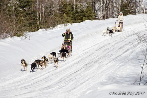 Chiens de traîneau à Saguenay-Lac Saint-Jean