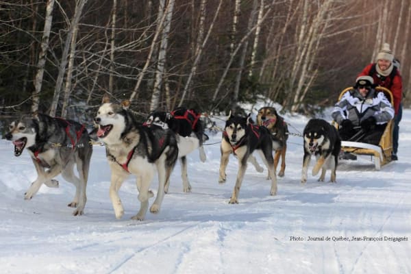 Chiens de traîneau à Québec (ville)