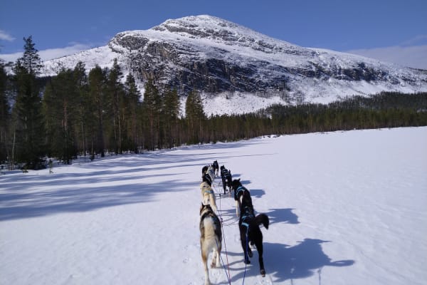 Chiens de traîneau à Røros