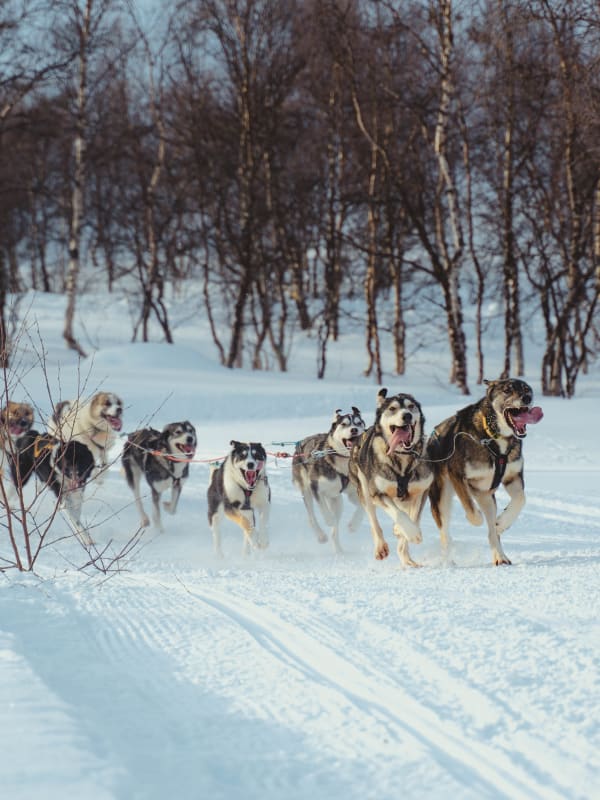 Dog Sledding in Norway