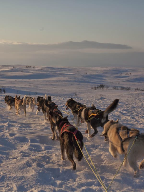 Trineo de perros en Noruega