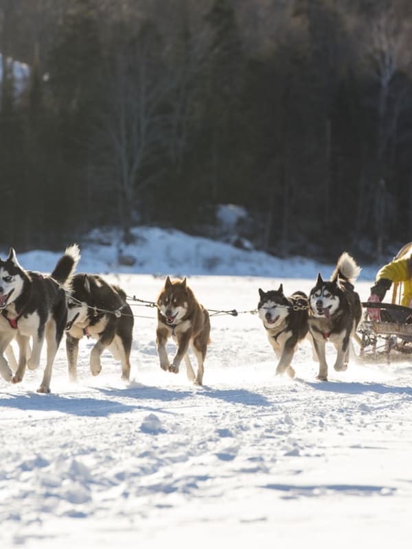 Dog Sledding in Canada