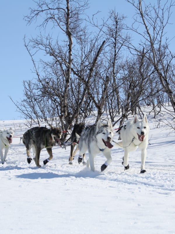 Trineo de perros en Suecia