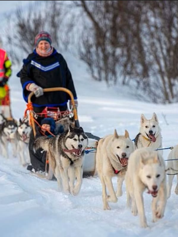 Chiens de traîneau en Norvège