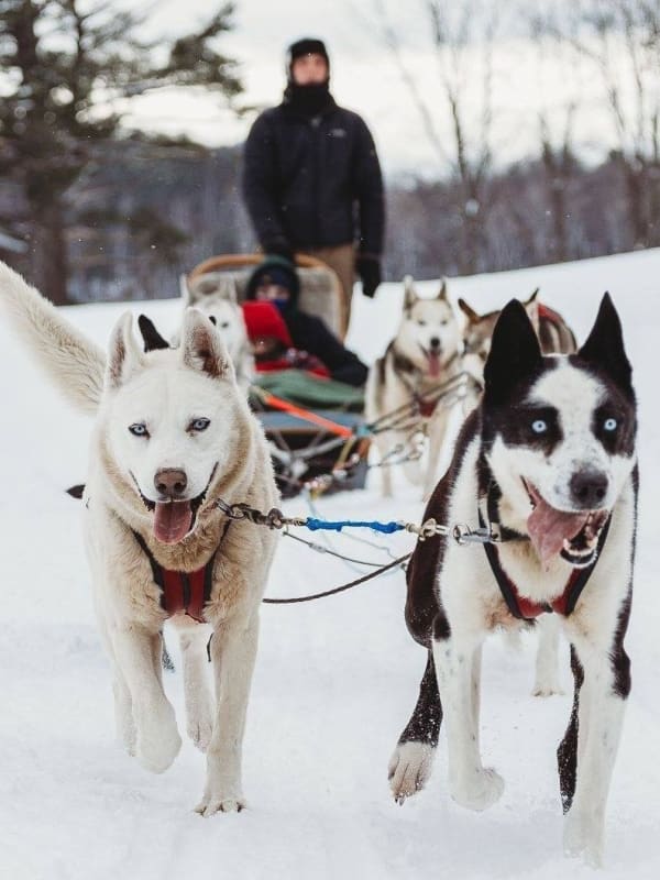Dog Sledding in Canada