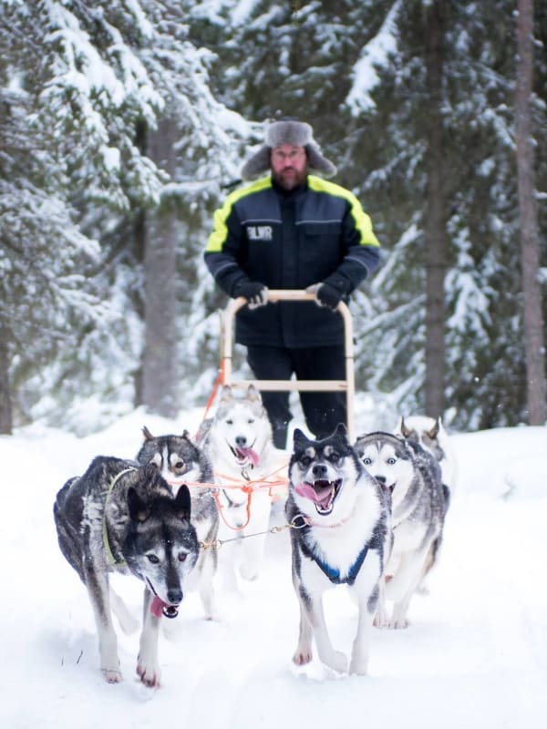 Trineo de perros en Suecia