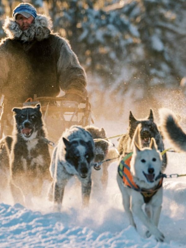 Dog Sledding in Sweden