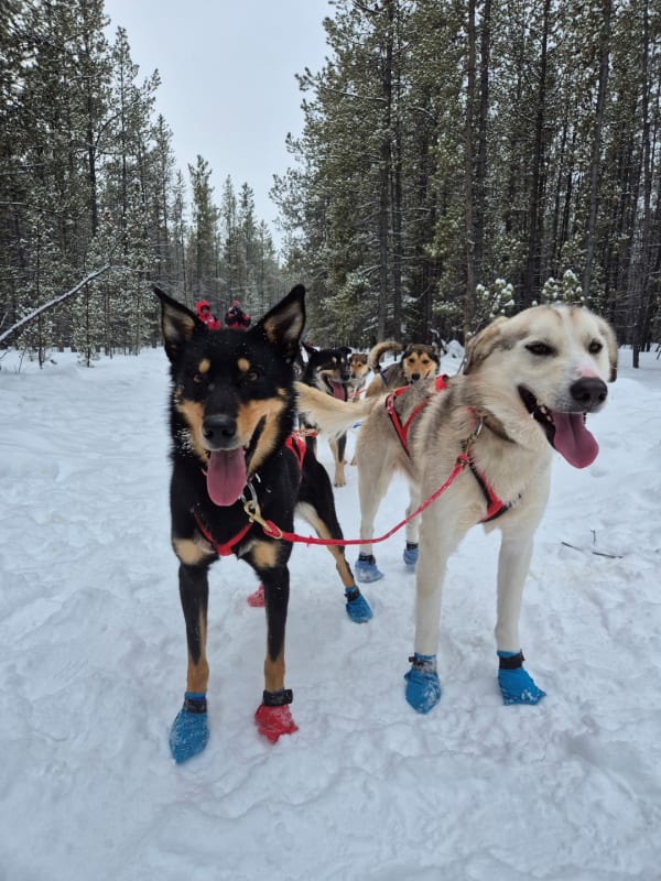 Trineo de perros en Canadá
