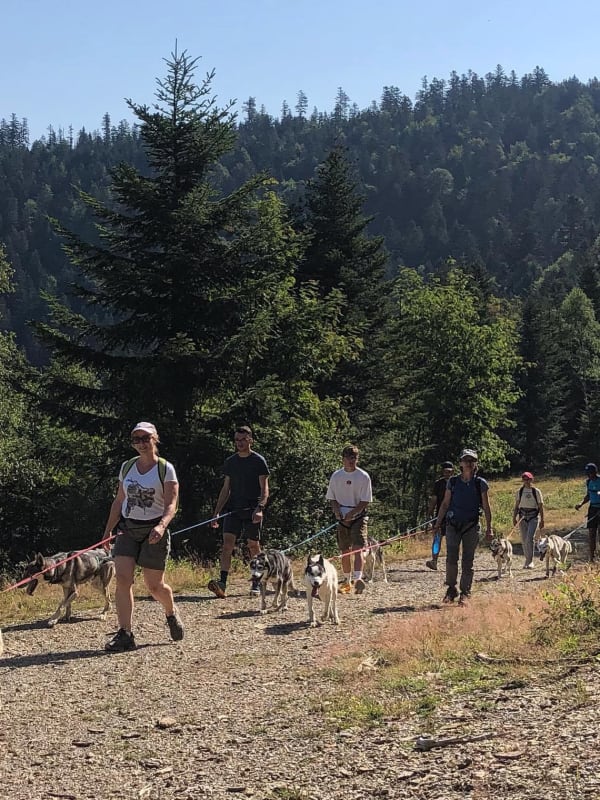 Dog Sledding in France