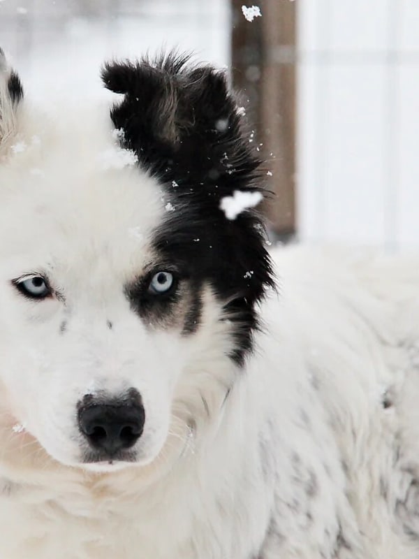 Dog Sledding in Finland