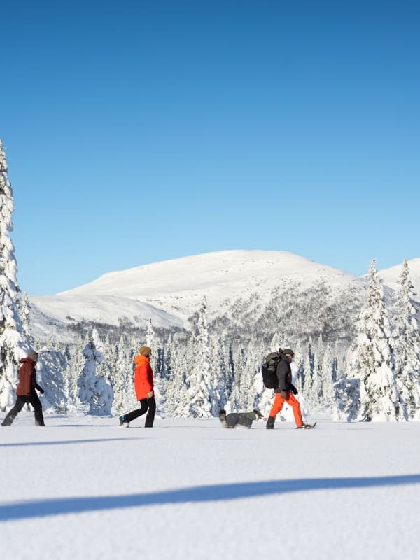 Raquettes à neige en Suède