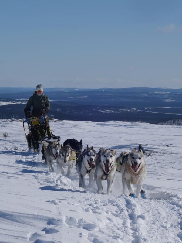 Trineo de perros en Finlandia