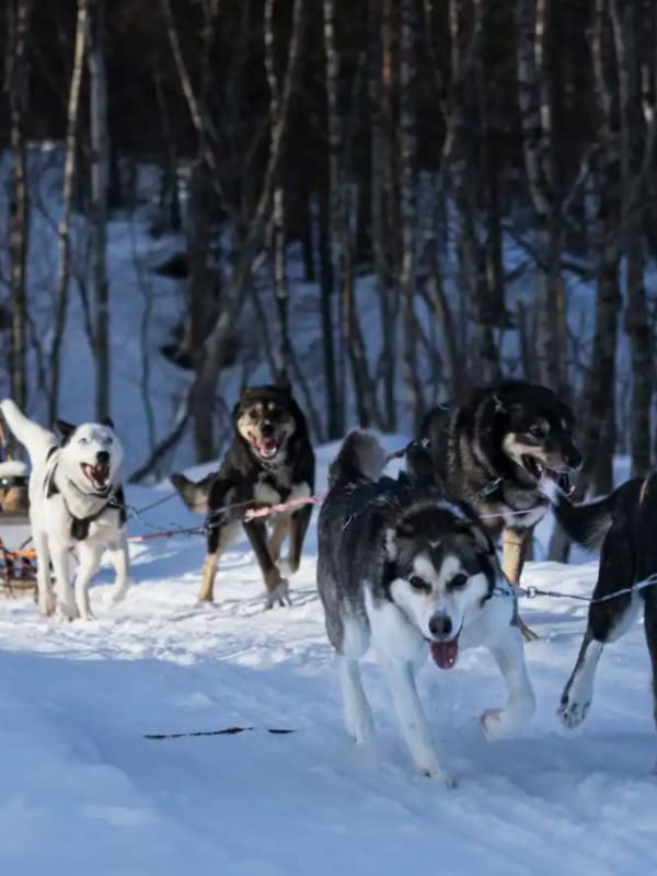Trineo de perros en Noruega