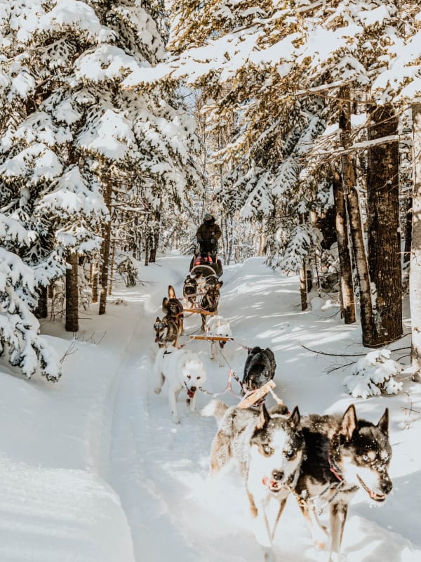 Chiens de traîneau au Canada