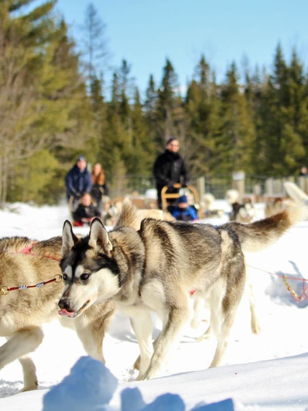 Hundeschlittenfahrt in Kanada