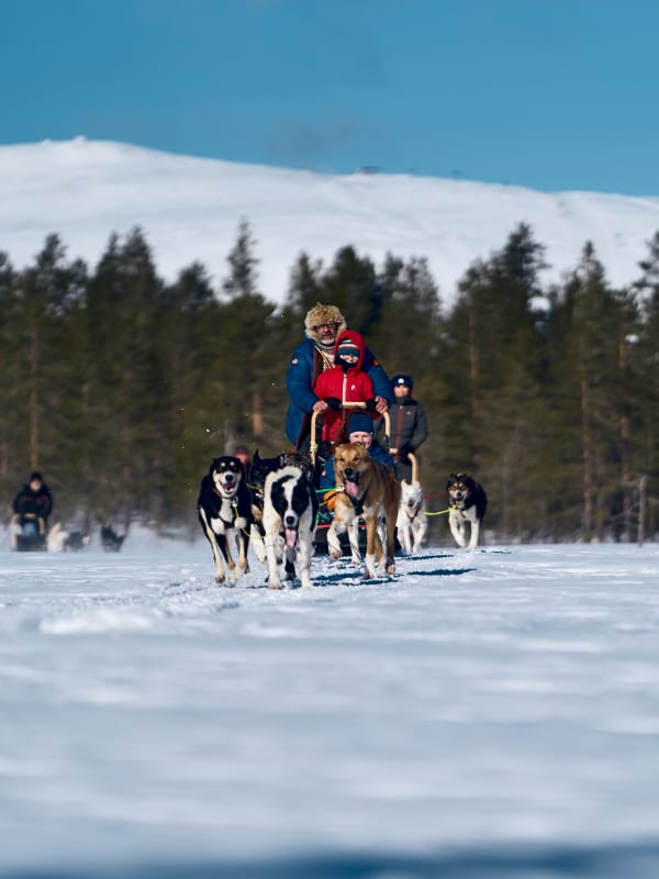 Dog Sledding in Norway