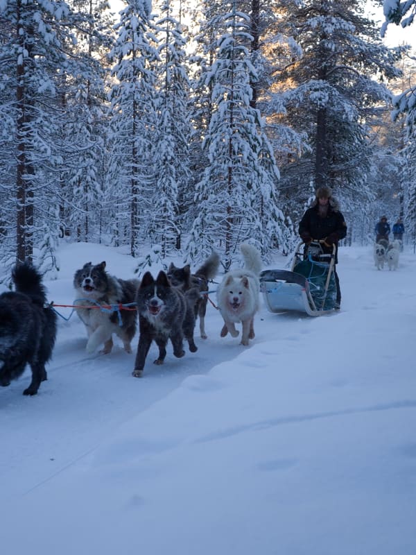 Trineo de perros en Finlandia