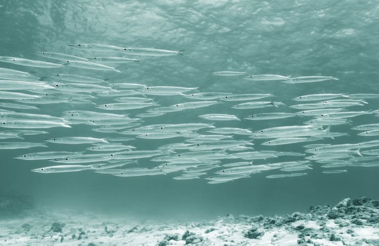 Taucherische Entdeckung in Saint-François, Guadeloupe