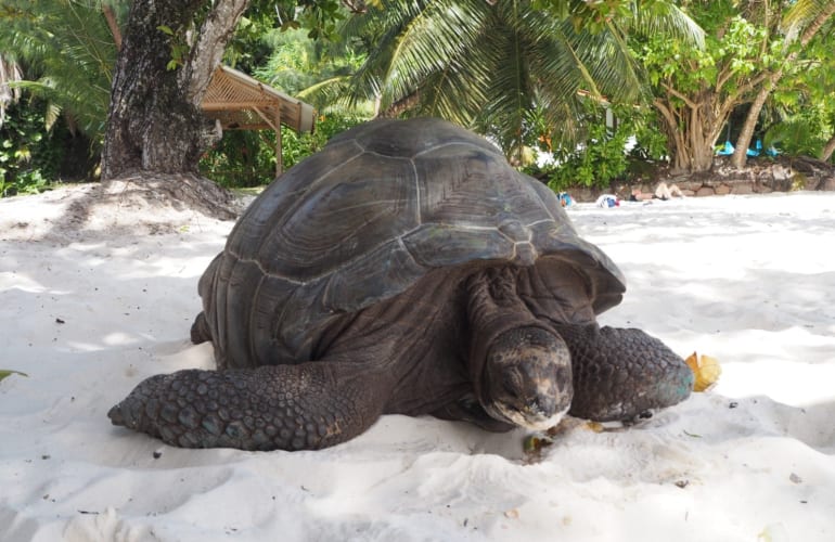 Guided Tour to the South of Mahé from Victoria, Seychelles