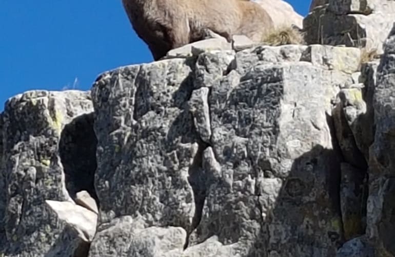 Randonnée faune sauvage du Mercantour au départ d’Allos